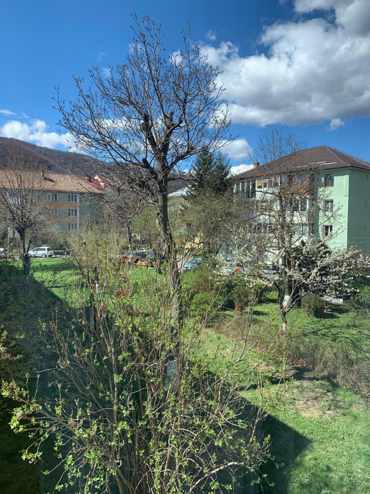 Rose Apartment Piatra Neamţ 外观 照片
